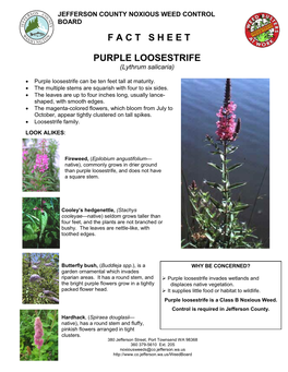 F a C T S H E E T Purple Loosestrife