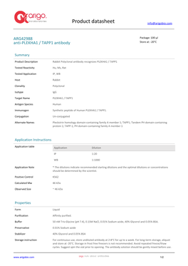 Anti-PLEKHA1 / TAPP1 Antibody (ARG42988)