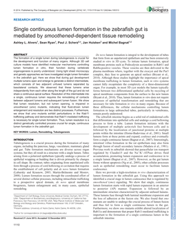 Single Continuous Lumen Formation in the Zebrafish Gut Is Mediated by Smoothened-Dependent Tissue Remodeling Ashley L