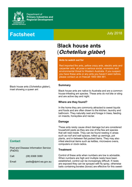 Black House Ants (Ochetellus Glaber), Summary Inset Showing a Queen Ant Black House Ants Are Native to Australia and Are a Common House-Infesting Ant Species