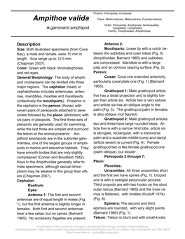 Ampithoe Valida Class: Multicrustacea, Malacostraca, Eumalacostraca