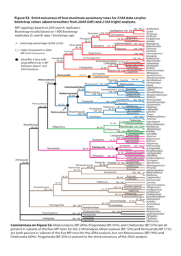 Figure S2. Strict Consensus of Four Maximum Parsimony Trees for 21AA Data Set Plus Bootstrap Values (Above Branches) from 20AA (Left) and 21AA (Right) Analyses