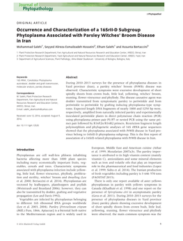 D Subgroup Phytoplasma Associated with Parsley Witches’