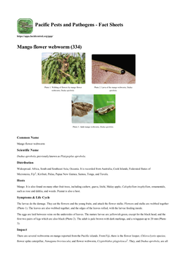 Mango Flower Webworm (334)