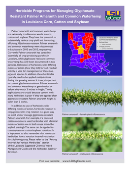 Herbicide Programs for Managing Glyphosate- Resistant Palmer Amaranth and Common Waterhemp in Louisiana Corn, Cotton and Soybean