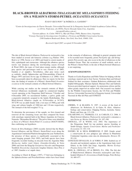 BLACK-BROWED ALBATROSS THALASSARCHE Melanophrys FEEDING on a WILSON’S STORM-PETREL OCEANITES OCEANICUS