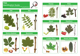 Tree Identification Guide
