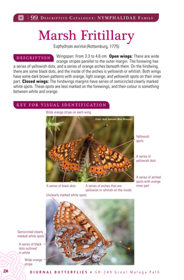 Marsh Fritillary Euphydryas Aurinia (Rottemburg, 1775)