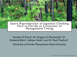 Spore Reproduction of Japanese Climbing Fern in Florida As a Function of Management Timing