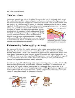 The Cat's Claws Understanding Declawing (Onychectomy)