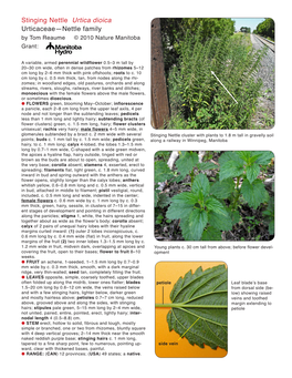 Stinging Nettle Urtica Dioica Urticaceae—Nettle Family by Tom Reaume © 2010 Nature Manitoba Grant