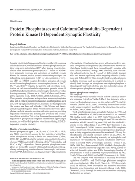 Protein Phosphatases and Calcium/Calmodulin-Dependent Protein Kinase II-Dependent Synaptic Plasticity