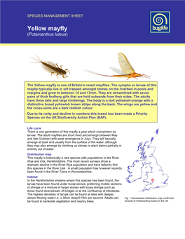 Yellow Mayfly (Potamanthus Luteus )