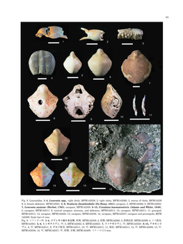 Fig. 9. Leucosiidae. 1–4, Leucosia Spp., Right Chela, MFM142559; 2, Right