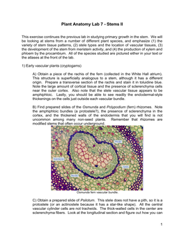 Plant Anatomy Lab 5