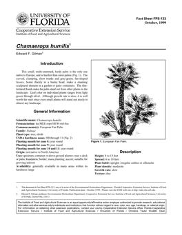 Chamaerops Humilis1