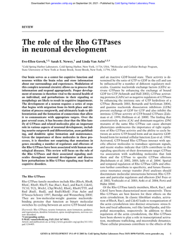 The Role of the Rho Gtpases in Neuronal Development
