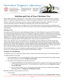 Selection and Care of Your Christmas Tree