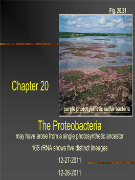 Chapter 20 the Proteobacteria