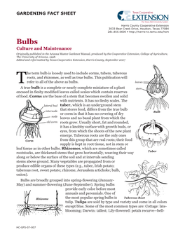 Bulbs: Culture and Maintenance by Diane Relf and Elizabeth Ball, Revised by Joyce Latimer, Virginia Cooperative Extension