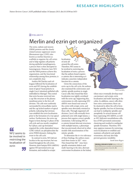 Polarity: Merlin and Ezrin Get Organized