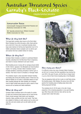 Australian Threatened Species: Carnaby's Black-Cockatoo