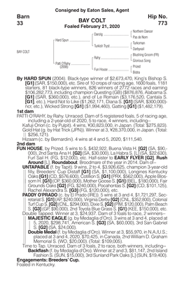 BAY COLT Barn 33 Hip No