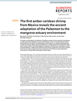 The First Amber Caridean Shrimp from Mexico Reveals the Ancient