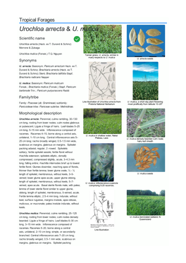 Urochloa Arrecta & U. Mutica