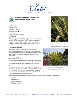 Chalet Nursery Apricot Queen New Zealand Flax