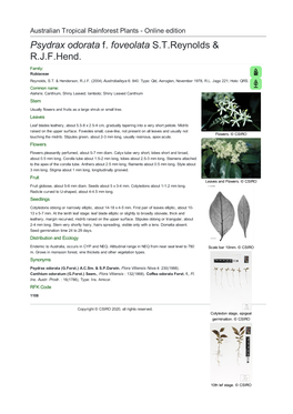 Psydrax Odorata F. Foveolata S.T.Reynolds & R.J.F.Hend