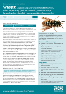 Wasps: Australian Paper Wasp (Polistes Humilis), Asian Paper Wasp (Polistes Chinensis), Common Wasp (Vespula Vulgaris) and German Wasp (Vespula Germanica)