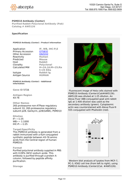 PSMD10 Antibody (Center) Purified Rabbit Polyclonal Antibody (Pab) Catalog # AW5126