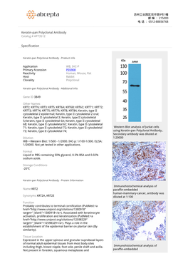 Keratin-Pan Polyclonal Antibody Catalog # AP73512