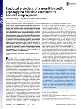 Regulated Proteolysis of a Cross-Link–Specific Peptidoglycan Hydrolase Contributes to Bacterial Morphogenesis