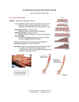 Cellular Adaptation