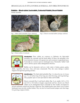 Black-Tailed Jackrabbit, Cottontail Rabbit, Brush Rabbit Family: Leporidae