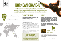 ORANG-UTAN the Bornean Orang-Utan Is the Largest Tree-Dwelling Mammal in the World