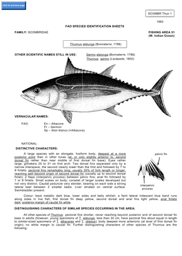 Thunnus Alalunga (Bonnaterre, 1788)