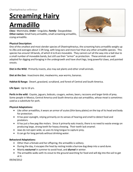 Screaming Hairy Armadillo Class: Mammalia