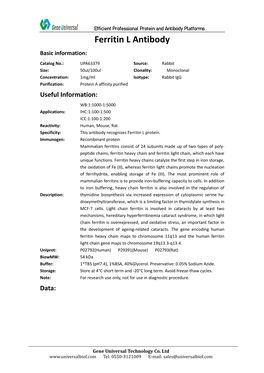 Ferritin L Antibody