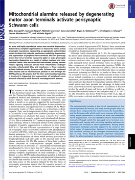 Mitochondrial Alarmins Released by Degenerating Motor Axon Terminals