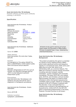 Goat Anti-Actin-Like 7B Antibody Peptide-Affinity Purified Goat Antibody Catalog # Af1021b