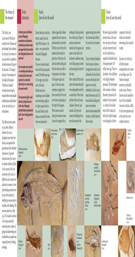 The History of the Museum Fossils