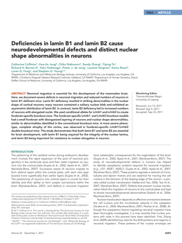 Deficiencies in Lamin B1 and Lamin B2 Cause Neurodevelopmental Defects and Distinct Nuclear Shape Abnormalities in Neurons