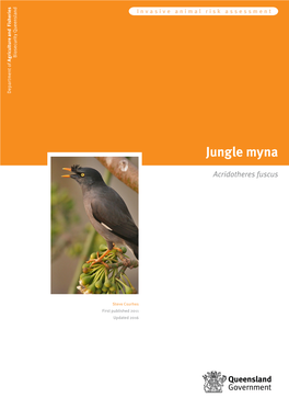 Jungle Myna (Acridotheres Fuscus)