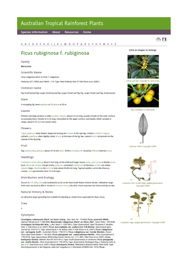 Ficus Rubiginosa F. Rubiginosa Click on Images to Enlarge