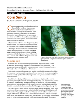 Corn Smuts S