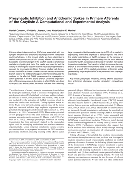 Presynaptic Inhibition and Antidromic Spikes in Primary Afferents of the Crayﬁsh: a Computational and Experimental Analysis