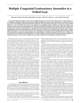 Multiple Congenital Genitourinary Anomalies in a Polled Goat